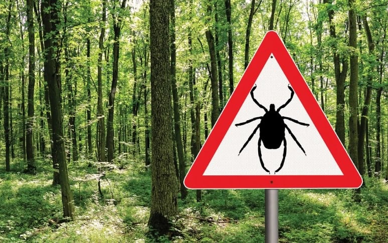 6. Complications of Lyme Disease